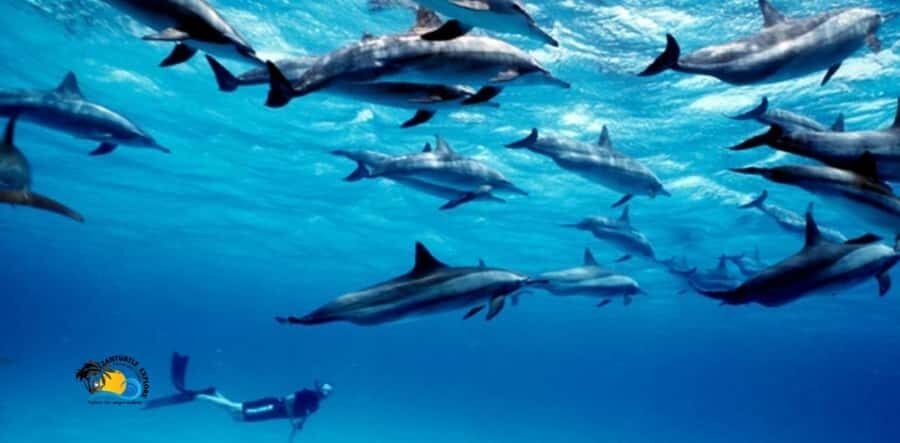 Nungwi: Mnemba Atoll Dolphins Tour with Snacks | Half-day - Key highlights you’ll care about most