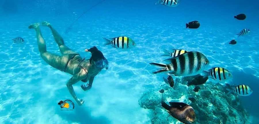 Nungwi: Mnemba Atoll Dolphins Tour with Snacks | Half-day - Logistics that can make or break your day