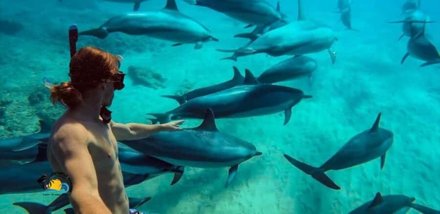 Nungwi: Mnemba Atoll Dolphins Tour with Snacks | Half-day - Dolphin time on the water: excitement with a reality check