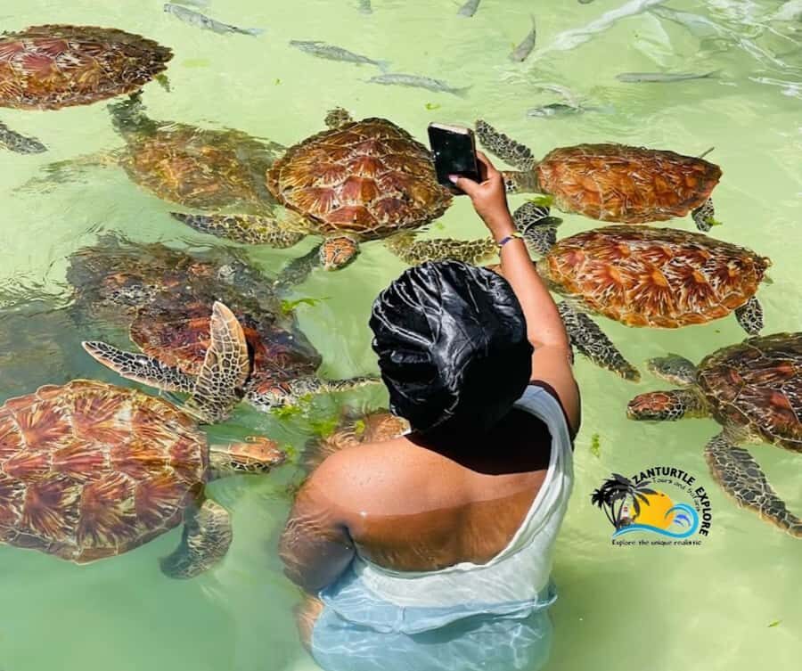 Nungwi: Swimming with Turtles at The Lagoons Zanzibar - Feeding rescued turtles: seagrass, gentle contact, and real safety rules