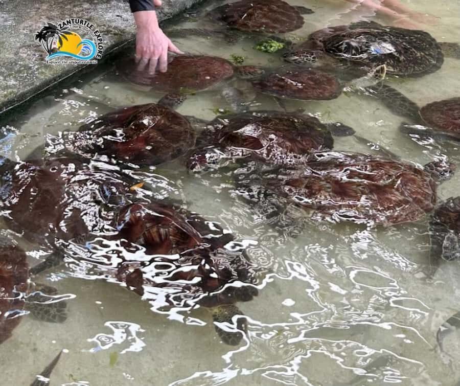 Nungwi: Swimming with Turtles at The Lagoons Zanzibar - The conservation briefing: what the guide teaches before you enter the water