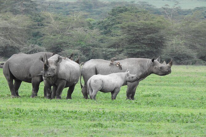 Off the Beaten Track Safari in Arusha Tanzania - Day 1 in Arusha: getting oriented at Springlands
