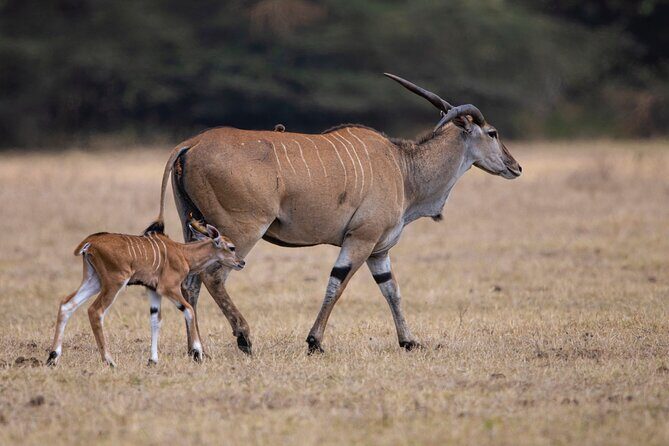 Off the Beaten Track Safari in Arusha Tanzania - Serengeti start plus Olduvai Gorge: nature meets human origins