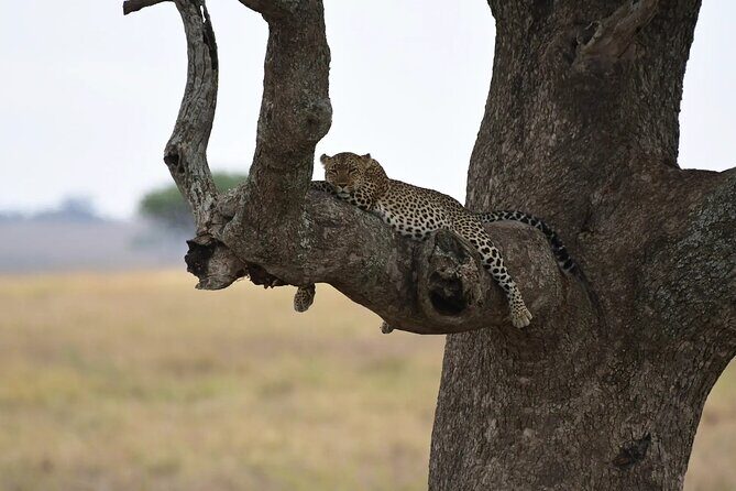 Off the Beaten Track Safari in Arusha Tanzania - Why the guiding seems to drive the whole trip