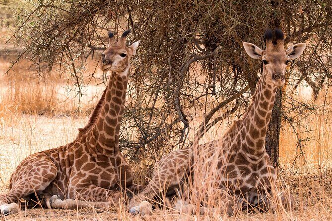 One-Day Safari Tour from Zanzibar with Lunch and Pick Up - The Rhythm of This Safari Day: Zanzibar to Selous by Flight