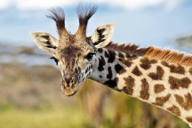 One-Day Safari Tour from Zanzibar with Lunch and Pick Up - Price and Value: What You’re Really Paying For at $520
