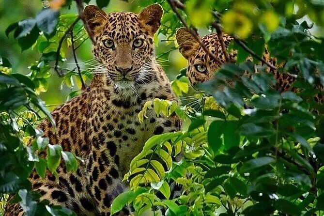 One-Day Safari Tour from Zanzibar with Lunch and Pick Up - Entering Selous Game Reserve: How the Drive Feels When Time Is Tight