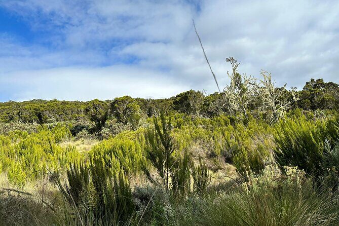 One Kilimanjaro Day hike Tour ISMANI TOURS AND SAFARIS - Maundi Crater Push: Where the Views Justify the Effort