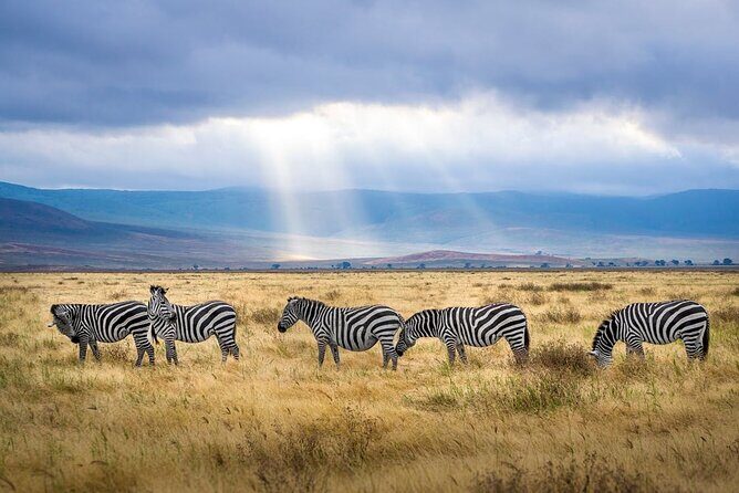 Outstanding day trip to Tarangire National Park - What the Main Game Drive Actually Delivers