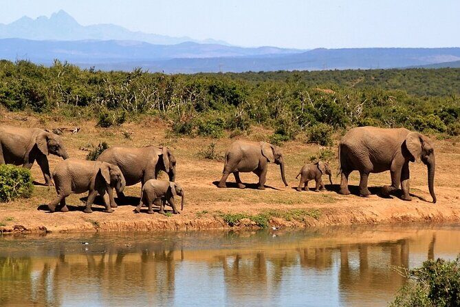 Outstanding day trip to Tarangire National Park - Elephants, Predators, and the Art of “Knowing Spots”