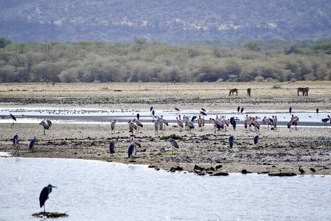 Outstanding day trip to Tarangire National Park - Logistics That Matter: Weather, Time, and How to Prepare