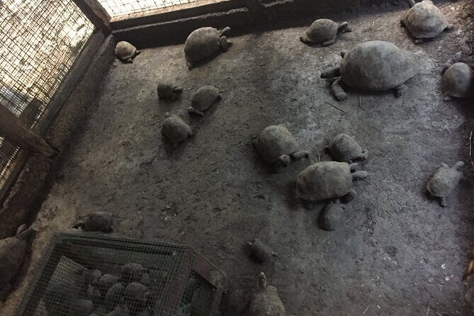 Prison Island and Stone Town Private Tour - Guides, Pace, and Customization: What Private Really Means