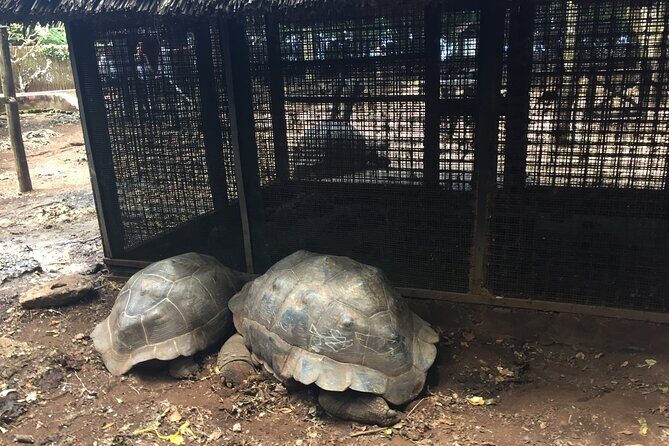 Prison Island and Stone Town Private Tour - Price and What You Still Need to Pay on the Day