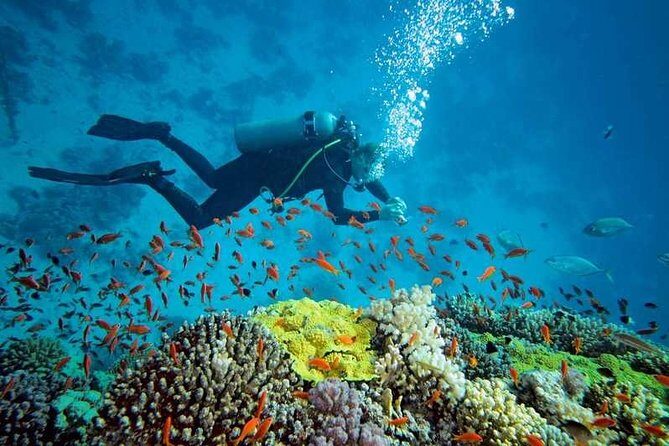 Prison Island Half-Day Tour from Zanzibar - Food on the island: plan for own expense