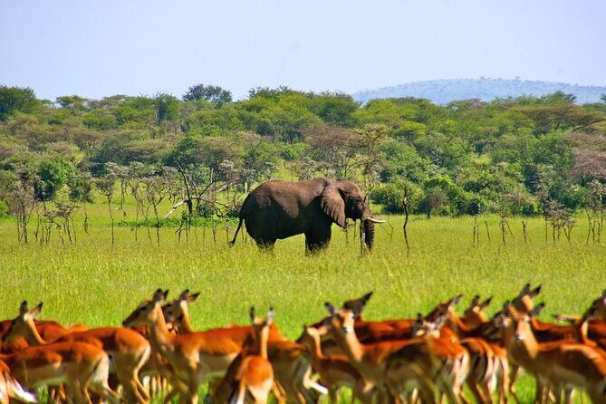 Private 3 Days 2 Nights Mikumi Adventures - Lodging on safari nights: Mikumi Bandas and Camp Bastian Lodge