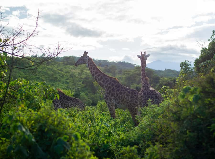 Private 4x4 Vitara Safari in Arusha National Park - Why a private Suzuki Vitara works well in Arusha National Park