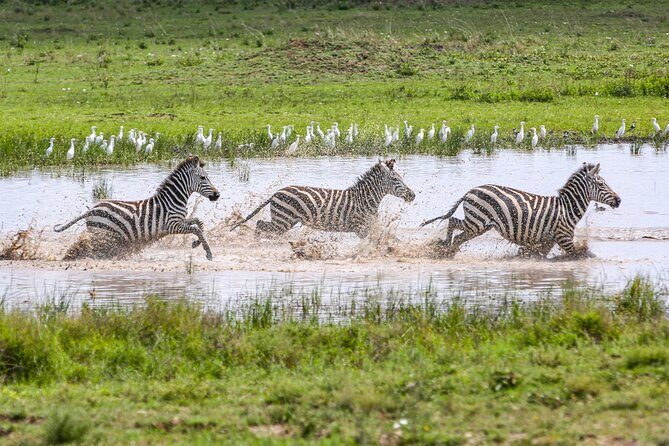Private 5-Days Serengeti Trails with Kojuu Safaris - Day 3: a full day in Serengeti, timed for lion and big-animal action