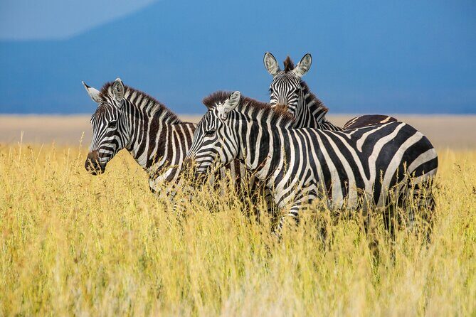 Private 5-Days Serengeti Trails with Kojuu Safaris - Day 5: pool time in Arusha, then fly onward from Kilimanjaro
