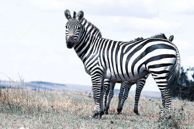 Private 5-Days Serengeti Trails with Kojuu Safaris - Day 1: arriving near Kilimanjaro and getting to Arusha with zero chaos