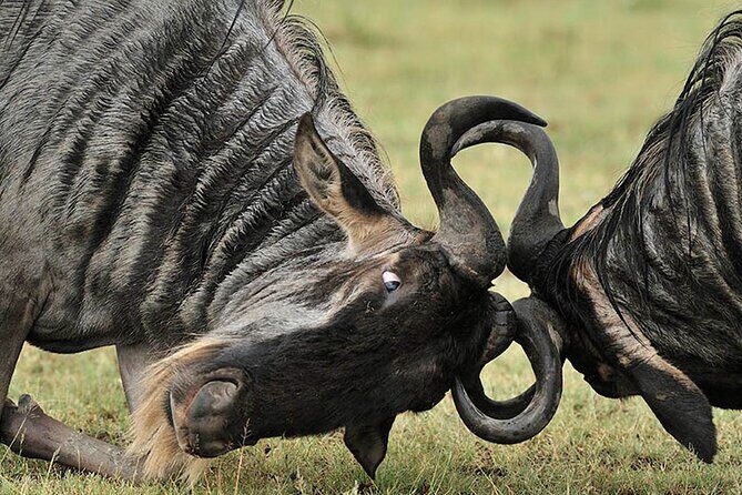 Private 6-Day Great Migration Ndutu Serengeti Safari Tour - Day 1 in Arusha: airport pickup and a proper first-night reset