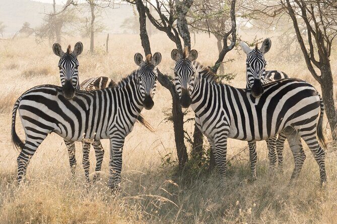 Private 6-Day Tarangire Manyara Crater and Serengeti with Mid-Range Lodges - Ngorongoro Conservation Area Crater View on the Way to Serengeti