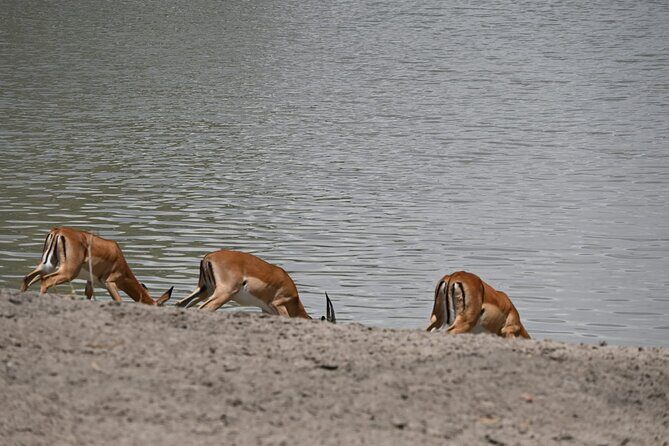 Private 7-Day Tanzania Camping Safari - Your Guide and Chef: Why Names Keep Coming Up