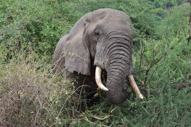 Private 7-Day Tanzania Camping Safari - Lake Manyara: A Scenic Rift Valley Detour That Changes the Game