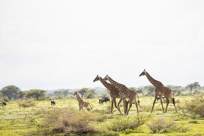 Private 7 Days Classic Safari Tour in Tanzania - Arusha arrival day: the buffer you’ll be glad you have