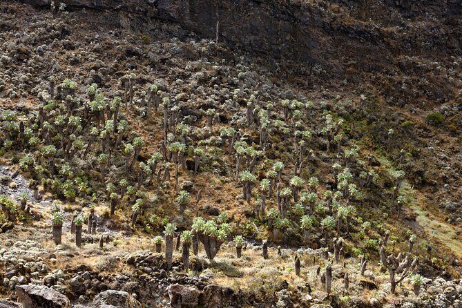 Private 8 day Northern Circuit Kilimanjaro Climb - Day 5: 6.8 km of up-and-down over the northern slopes, with Mawenzi growing