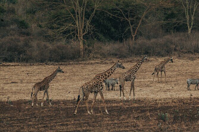 Private Cycle to Kilimanjaro Bike Park Safari - Price and What You Actually Get for $250 in Moshi