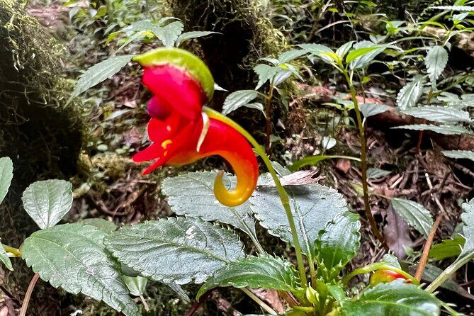 Private Day Tour Kilimanjaro Hike - Guides, Drivers, and What Private Really Changes