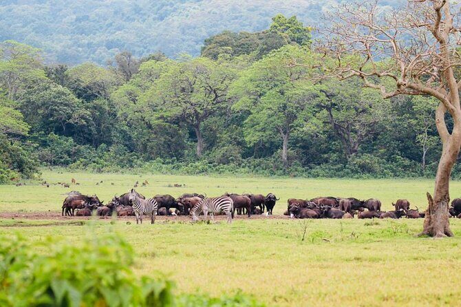 Private Day Trip to Arusha National Park with a Walking Safari - The Game Drive Portion: Fast Spotting Without Losing the Feel