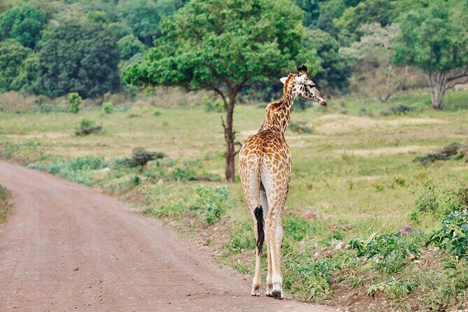 Private Day Trip to Arusha National Park with a Walking Safari - Who Should Book This Safari (and Who Might Rethink It)