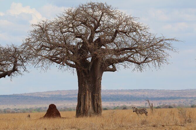 Private Day Trip to Tarangire National Park - Key highlights to know before you go
