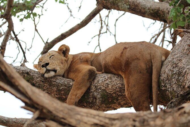 Private Day Trip to Tarangire National Park - Tarangire in One Day: Why it works when you’re short on time