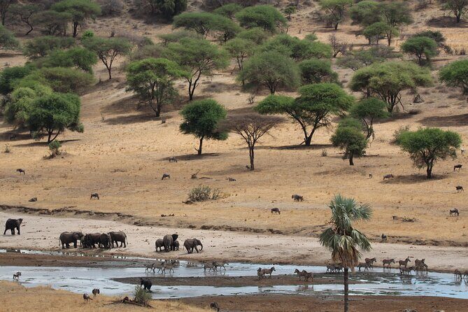 Private Day Trip to Tarangire National Park - Entering Tarangire: elephants, baobabs, and what to look for first