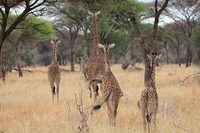 Private Day Trip to Tarangire National Park - Lunch, bottled water, and what to pack for a long day