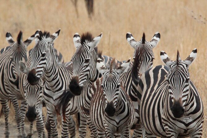 Private Day Trip to Tarangire National Park - Comfort, safety, and the “small” details that matter