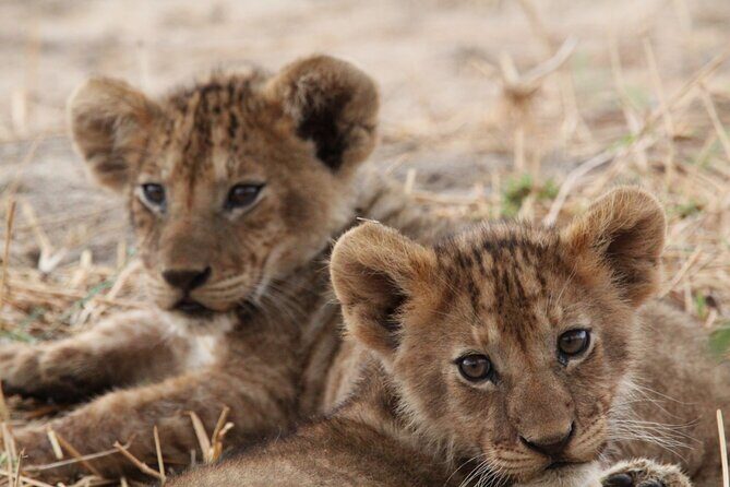 Private Day Trip to Tarangire National Park - Leaving Moshi at 7:00am: the drive schedule and the daily pace