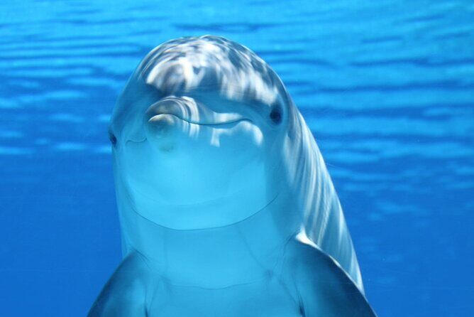 Private Full-Day: Dolphin & Monkey Jungle Adventure - Key highlights to know before you go