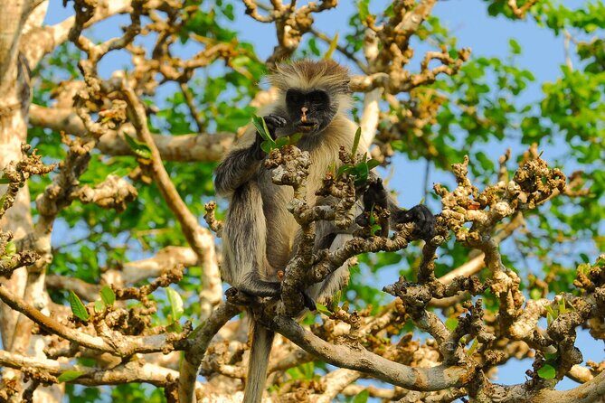 Private Full-Day: Dolphin & Monkey Jungle Adventure - Early pickup from your beach hotel without the guesswork