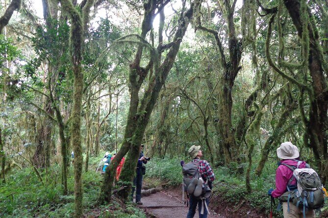 Private Full-Day Hiking Tour in Mount Kilimanjaro - The rainforest climb: from 1,800m to Mandara Hut at 2,743m