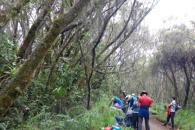 Private Full-Day Hiking Tour in Mount Kilimanjaro - Mandara Hut: lunch break and a real altitude checkpoint