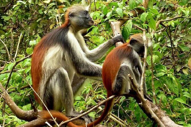 Private Full Day Trip to Stone Town, Spice Farms and Jozani Forest - Stone Town, Jambo, Jozani: a full day with clear reasons to book