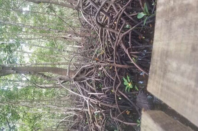 Private Full Day Trip to Stone Town, Spice Farms and Jozani Forest - Jozani Chwaka Bay National Park: red colobus monkeys and mangrove surprises