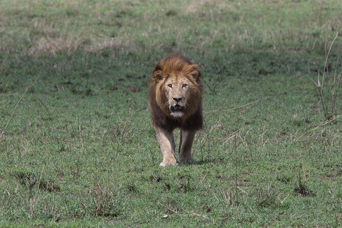 Private Group Serengeti Safari, Crater & Tarangire National Park - Serengeti: the morning drive that sets the tone