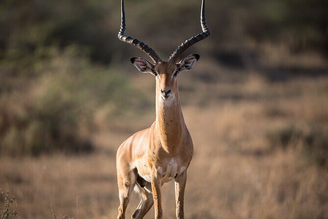 Private Group Serengeti Safari, Crater & Tarangire National Park - Value for $2,020 per person: what you’re actually buying