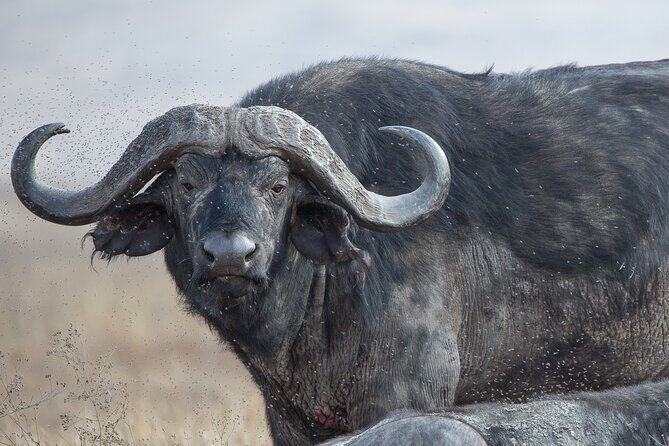 Private Group Serengeti Safari, Crater & Tarangire National Park - Who should book this Serengeti, Crater & Tarangire private safari?