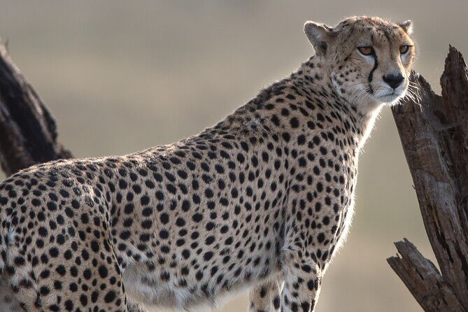 Private Group Serengeti Safari, Crater & Tarangire National Park - The numbers behind Ngorongoro’s “wow” factor