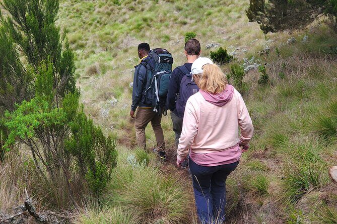 Private Kilimanjaro Day Hike to Marangu Route's Mandara Hut - The descent back to Marangu Gate: slow down and protect your knees